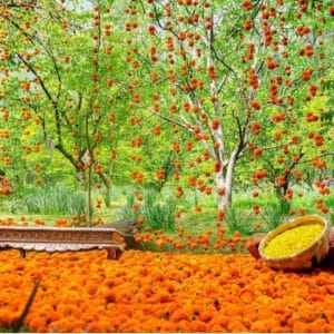 Vatna/ Haldi Backdrop