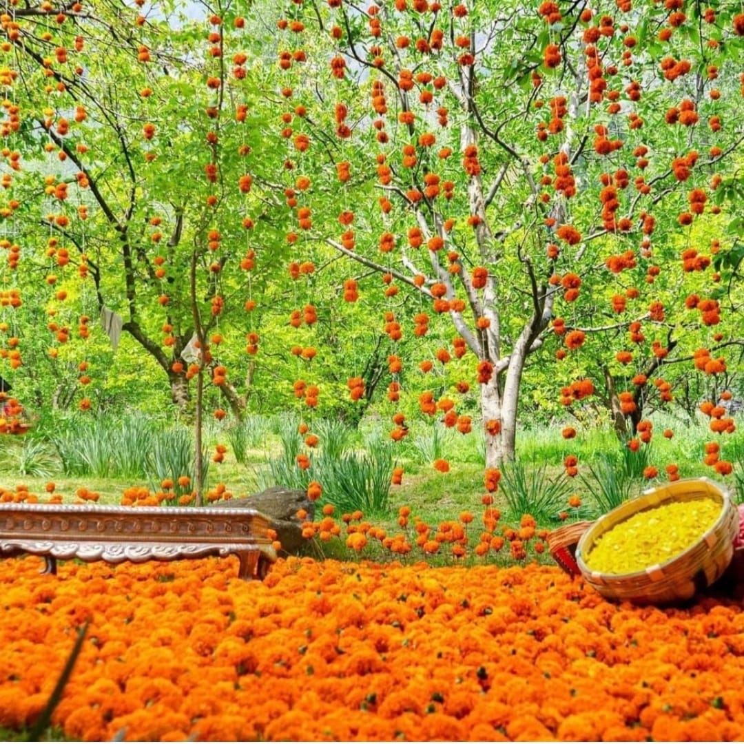 Vatna/ Haldi Backdrop
