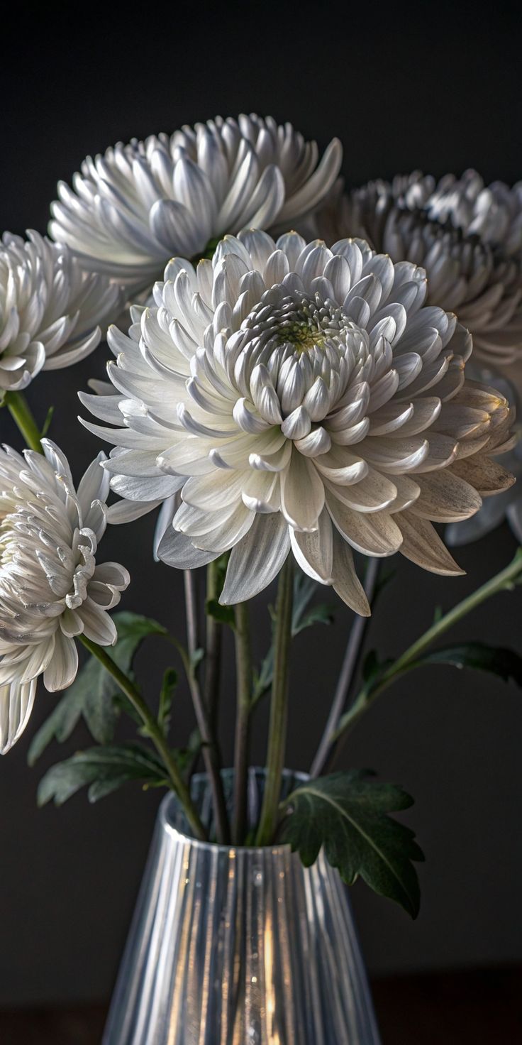chrysanthemums